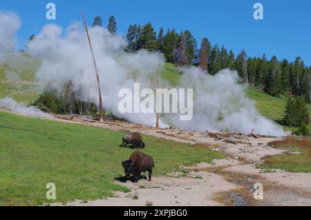 Bison dans la région du volcan de boue, parc national de Yellowstone Banque D'Images