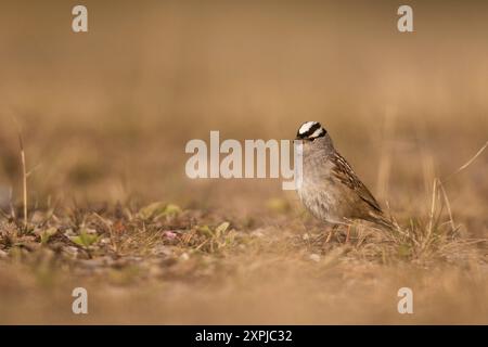 Moineau couronné blanc à la recherche de nourriture sur le sol. Banque D'Images