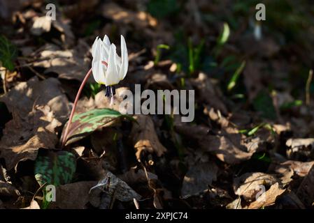 Erythronium Dens-canis, le violet à dents de chien ou violet à dents de chien dans le paysage du parc national de Nera Beusnita Banque D'Images