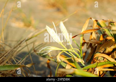 Vue rapprochée sur les nénuphars de sable ou la jonquille de la mer.Pancraticum maritimum, fleurs sauvages, fond de plage sablonneux. Banque D'Images
