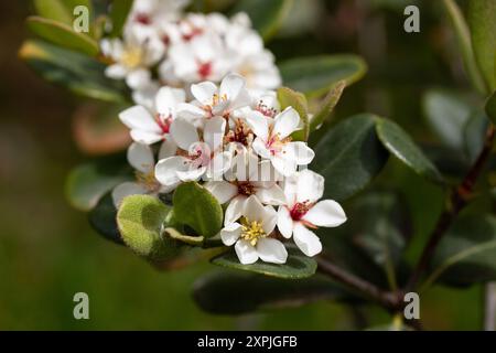 Rhaphiolepis umbellata fleurit au printemps. Fleurs blanches étonnantes avec des étamines jaunes et rouges colorées. Banque D'Images