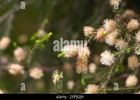 Melaleuca ericifolia (écorce de papier des marais) fleurit sur l'arbre au printemps. Myrtaceae Australia Melaleuca ou l'arbre à thé australien est l'un des plus précieux Banque D'Images