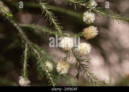 Melaleuca ericifolia (écorce de papier des marais) fleurit sur l'arbre au printemps Arboretum Park cultures du sud à Sirius (Adler) Sotchi. Arbre à écorce de papier (arbre à thé) f Banque D'Images