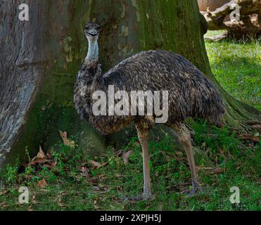 Emu (Dromaius novaehollandiae) - oiseau australien sans vol Banque D'Images