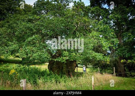 Connue sous le nom de Queen Elizabeth Oak-selon la légende, la Reine Elizabeth I se tenait près de l'arbre avec une flèche prête dans son arc attendant qu'un cerf soit conduit Banque D'Images