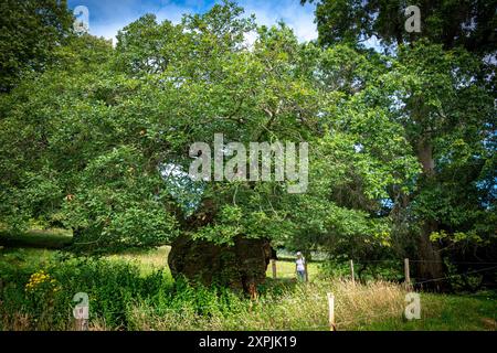 Connue sous le nom de Queen Elizabeth Oak-selon la légende, la Reine Elizabeth I se tenait près de l'arbre avec une flèche prête dans son arc attendant qu'un cerf soit conduit Banque D'Images