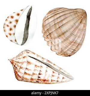 Un ensemble de coquillages de mer sur un fond blanc isolé. Illustration aquarelle dans des couleurs chaudes. L'illustration est dessinée à la main. Convient pour cartes, invitations et textiles Banque D'Images