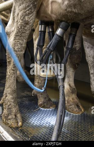 Oosterzele, Belgique. 06 août 2024. Les sabots d'une vache sont vus alors qu'elle est trayée avec un robot de traite lors d'une visite d'un vétérinaire dans une ferme avec des vaches touchées par le virus causant la maladie de la fièvre catarrhale du mouton, à Scheldewindeke, Oosterzele, mardi 06 août 2024. La fièvre catarrhale du mouton est une maladie virale non contagieuse qui touche les ruminants (principalement les bovins et les ovins, mais aussi les caprins, les camélidés et les ruminants sauvages). Il est transmis par des diptères du genre Culicoides. BELGA PHOTO NICOLAS MAETERLINCK crédit : Belga News Agency/Alamy Live News Banque D'Images