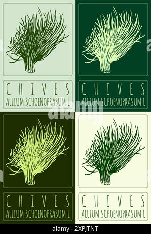 Ensemble de CIBOULETTES vectorielles dessinant en différentes couleurs. Illustration dessinée à la main. Le nom latin est ALLIUM SCHOENOPRASUM L. Illustration de Vecteur