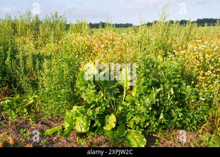 Mauvaises herbes dans un champ de betterave à sucre, principalement Mayweed et White Goosefoot Banque D'Images