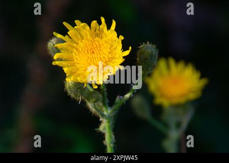 Deux fleurs jaunes de chardon Marie de champ, également connu sous le nom de chardon de champ Banque D'Images