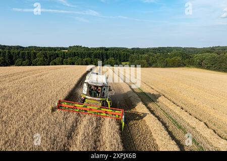 Getreideernte - Claas Mähdrescher im warmen Licht der Abendsonne, Luftbild. BEI gutem Wetter sind die Mähdrescher oftmals bis in die Dunkelheit auf dem Feld im Einsatz. Solange die Getreidefeuchtigkeit im niedrigen Bereich verweilt, wird jede minute genutzt, um die Ernte einzufahren. Was nach Idylle und Romantik aussieht - ist in der Realität harte und zeitweise auch staubige Arbeit - die in der Erntesaison dann auch nicht selten über 15 bis 16 Stunden am Stück verrichtet wird. Région Weser-EMS Niedersachsen *** récolte de grains moissonneuse-batteuse Claas dans la lumière chaude du soleil du soir, aérienne Banque D'Images