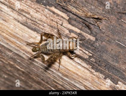 Mormon cricket terrestre Neonemobius mormonius insecte nature lutte contre les ravageurs. Banque D'Images