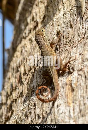 Lézard à queue bouclée du Nord Banque D'Images