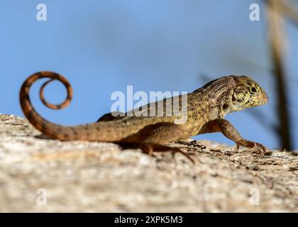 Lézard à queue bouclée du Nord Banque D'Images