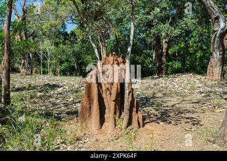 Grand termites construit autour d'un arbre dans une forêt Banque D'Images