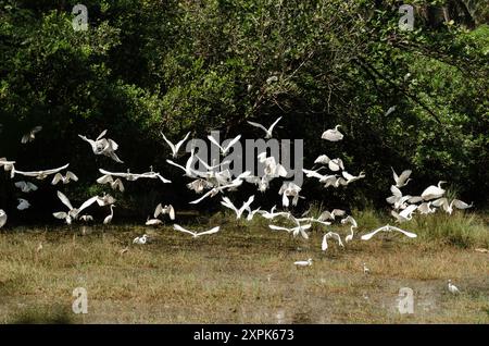 Oiseaux migrateurs lors d'une brève pause dans leur vol Banque D'Images