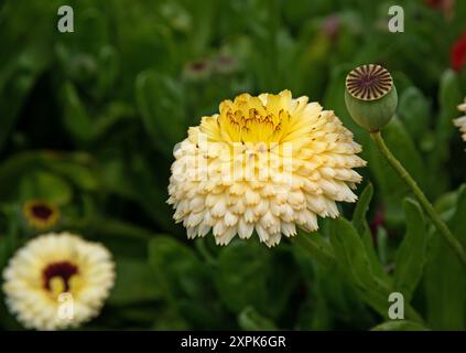 De belles fleurs de calendula ou de souci fleurissent dans le jardin Banque D'Images