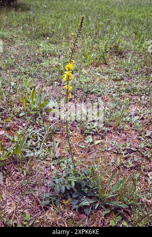 Agrimony (Agrimonia eupatoria), Rosacées. Herbe vivace, plante sauvage, fleur jaune. Banque D'Images