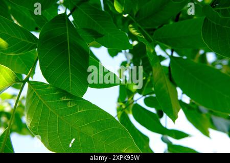 Les feuilles vertes éclatantes du noyer Juglans regia présentent des textures et des motifs complexes tandis qu'elles se prélassent dans la chaleur du soleil. La capture de scène Banque D'Images