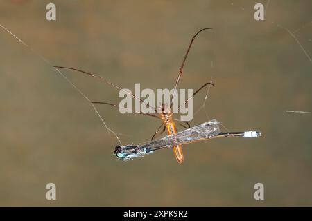 Araignée à longue mâchoire brune, Tetragnatha Nitens. Aussi connu sous le nom de long-Jawed Orb Weaver, Shining long-Jawed Spider et four-Jawed Spider. voir ci-dessous pour en savoir plus Banque D'Images