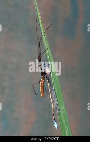 Araignée à longue mâchoire brune, Tetragnatha Nitens. Aussi connu sous le nom de long-Jawed Orb Weaver, Shining long-Jawed Spider et four-Jawed Spider. voir ci-dessous pour en savoir plus Banque D'Images