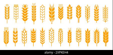 Épillets d'oreille de blé avec des icônes vectorielles de grains de céréales, des plantes de culture de champ de ferme, l'agriculture, les aliments de boulangerie et les produits de farine. Silhouettes isolées d'or Illustration de Vecteur