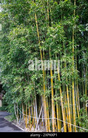 Jardin botanique royal dans le centre-ville de Sydney avec une gamme de plantes exotiques et indigènes, photographié Bambusa Oldhamii, Bamboo Oldham natif de chine taiwan Banque D'Images