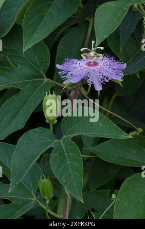 Passionflower violet, Passiflora incarnata Banque D'Images