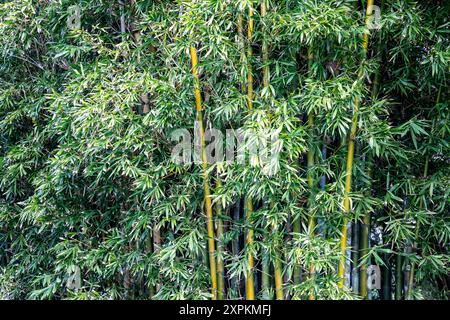 Jardin botanique royal dans le centre-ville de Sydney avec une gamme de plantes exotiques et indigènes, photographié Bambusa Oldhamii, Bamboo Oldham natif de chine taiwan Banque D'Images