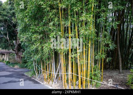 Jardin botanique royal dans le centre-ville de Sydney avec une gamme de plantes exotiques et indigènes, photographié Bambusa Oldhamii, Bamboo Oldham natif de chine taiwan Banque D'Images