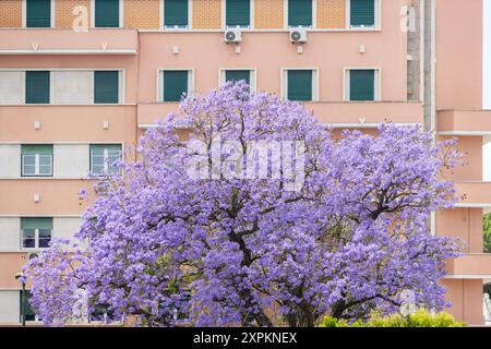 Jacaranda arbre fleuri avec des fleurs violettes se dresse devant un bâtiment résidentiel rose Banque D'Images