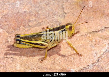 Grasshopper à deux rayures (Melanoplus bivittatus), se démarque contre le grès rocheux pour montrer les détails, Castle Rock Colorado USA. Photo prise en juin. Banque D'Images