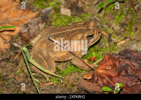 Crapaud d'Amérique de l'est (Anaxyrus americanus) sur le sol forestier, Virginie, États-Unis. Photo prise en juin. Tous les crapauds peuvent être toxiques s'ils sont manipulés. Banque D'Images