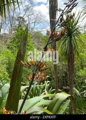 Photo de fleur de Phormium tenax, de lin néo-zélandais ou de harakeke en Maori poussant en forêt. Banque D'Images