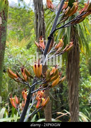 Photo de fleur de Phormium tenax, de lin néo-zélandais ou de harakeke en Maori poussant en forêt. Banque D'Images