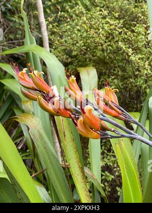 Photo de fleur de Phormium tenax, de lin néo-zélandais ou de harakeke en Maori poussant en forêt. Banque D'Images