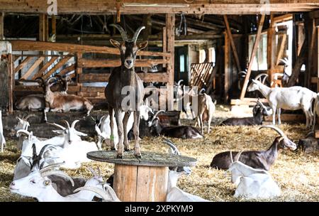 Kremmen, Allemagne. 05 août 2024. 100 chèvres vivent sur le terrain de la fromagerie de chèvre Karolinenhof. La ferme de chèvres est ici depuis 1992 et produit 20 types différents de produits laitiers et de fromage frais à partir de 100 pour cent de lait de chèvre dans sa propre fromagerie. Des gâteaux, des fruits et légumes frais sont également vendus ici. Les produits sont vendus exclusivement dans le magasin de la ferme et le café de prairie associé. Crédit : Jens Kalaene/dpa/Alamy Live News Banque D'Images