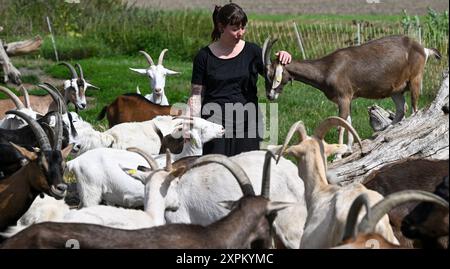 Kremmen, Allemagne. 05 août 2024. La fermière Sarah Spindler s’occupe de ses 100 chèvres dans la fromagerie de chèvre Karolinenhof. La ferme de chèvres est ici depuis 1992 et produit 20 types différents de produits laitiers et de fromage frais à partir de 100 pour cent de lait de chèvre dans sa propre fromagerie. Des gâteaux, des fruits et légumes frais sont également vendus ici. Les produits sont vendus exclusivement dans le magasin de la ferme et le café de prairie associé. Crédit : Jens Kalaene/dpa/Alamy Live News Banque D'Images