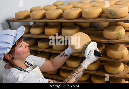 Kremmen, Allemagne. 05 août 2024. La fermière Sarah Spindler se tient dans la salle d'affinage de la fromagerie de chèvre Karolinenhof parmi les différents types de fromage. La ferme de chèvres, qui compte maintenant 100 chèvres, est ici depuis 1992 et produit 20 types différents de produits laitiers et de fromage frais à partir de 100 pour cent de lait de chèvre dans sa propre fromagerie. Des gâteaux, des fruits et légumes frais sont également vendus ici. Les produits sont vendus exclusivement dans le magasin de la ferme et le café de prairie associé. Crédit : Jens Kalaene/dpa/Alamy Live News Banque D'Images