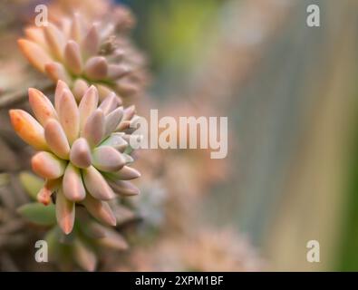 plante succulente de couleur pastel avec un fond flou et un flou avec un espace pour le texte, la carte de visite, la carte abstraite get well, Banque D'Images