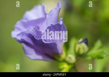 Photographie rapprochée d'une fleur d'hibiscus violet clair avec un centre violet foncé et une étamine blanche. Les pétales sont doux et délicats, avec un léger Banque D'Images