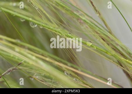 Brins d'herbe avec des gouttes d'eau devant un fond vert flou Banque D'Images