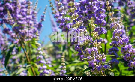 Fleurs de Vitex agnus-castus, vitex, arbre chaste, chastetree, chasteberry, baume d'Abraham, chastétree de lilas, ou poivre de moine Banque D'Images