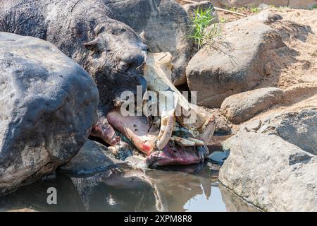 Afrique du Sud, Parc national Kruger, Hippopotamus 'Hippo' (Hippopotamus amphibius) mort Banque D'Images