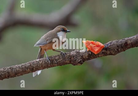 Oiseau rigolo blanc perché sur une branche Banque D'Images