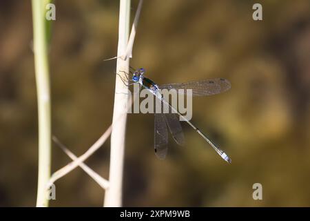 Gemeine Binsenjungfer, Binsenjungfer, Männchen, Lestes sponsa, merde, commun spreadwing, spreadwing, male, le Leste fiancé Banque D'Images