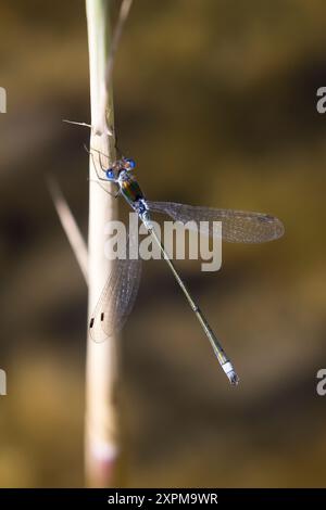 Gemeine Binsenjungfer, Binsenjungfer, Männchen, Lestes sponsa, merde, commun spreadwing, spreadwing, male, le Leste fiancé Banque D'Images