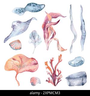 Divers éléments de la vie marine comme un coquillage, des algues et des coraux de récif à l'aquarelle. Ensemble sous-marin avec des animaux marins et varech illustration dessinée à la main dans Banque D'Images