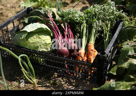 Différents légumes fraîchement récoltés en caisse à l'extérieur Banque D'Images